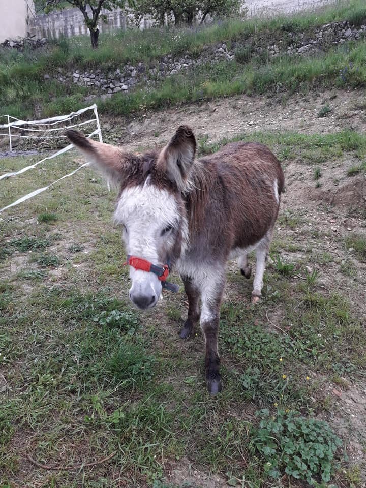 Noisette, pensionnaire
