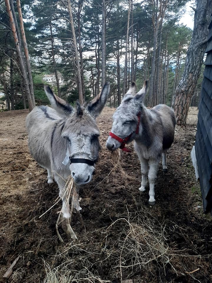 Perette et Stan, ânes adoptés
