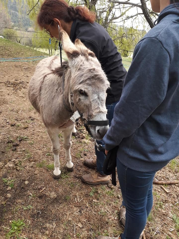 Sarko, âne adopté