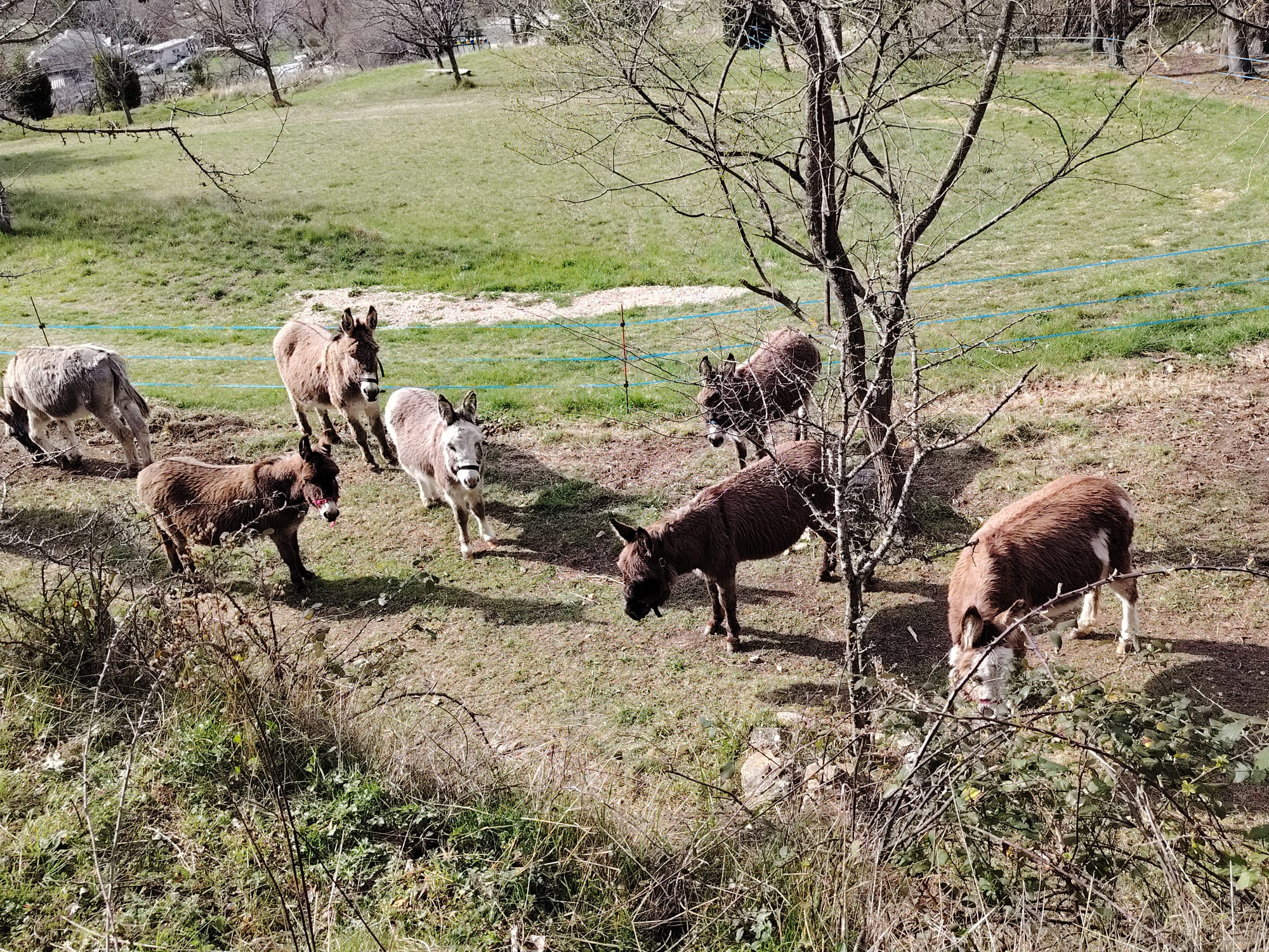 Âne dans un pré, emblème de l'association