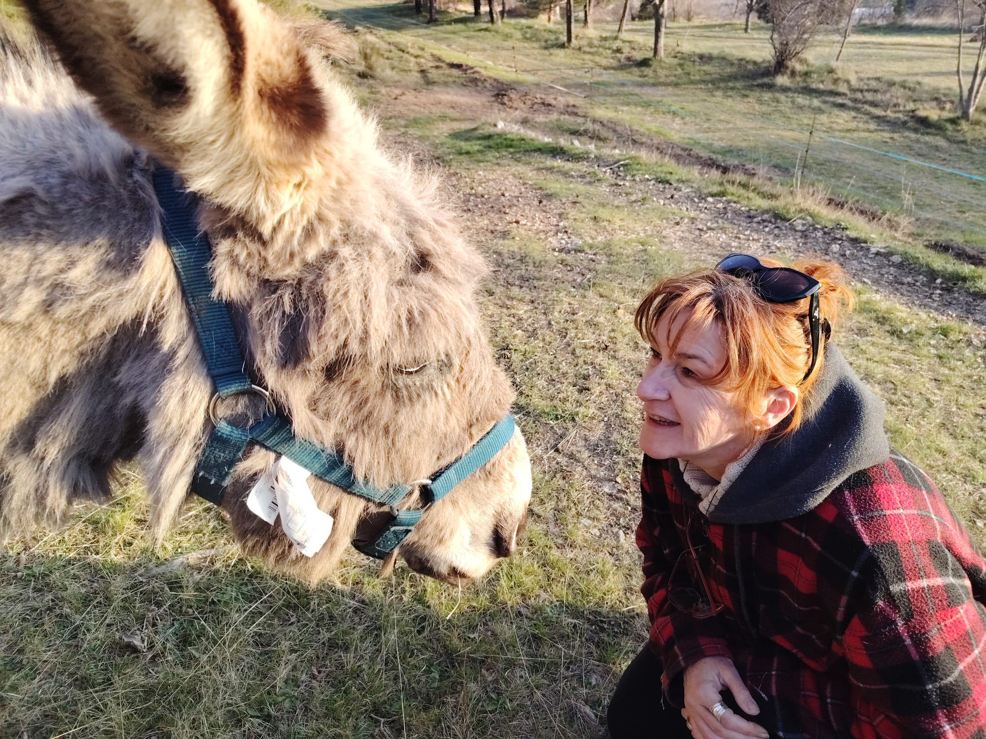 Âne participant à une activité de l'association